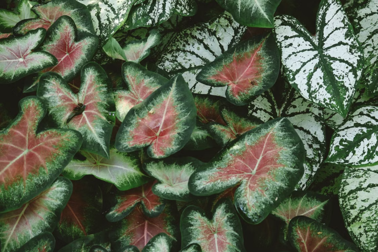 Why White Queen Caladium is a Perfect Choice for Brightening Your Garden