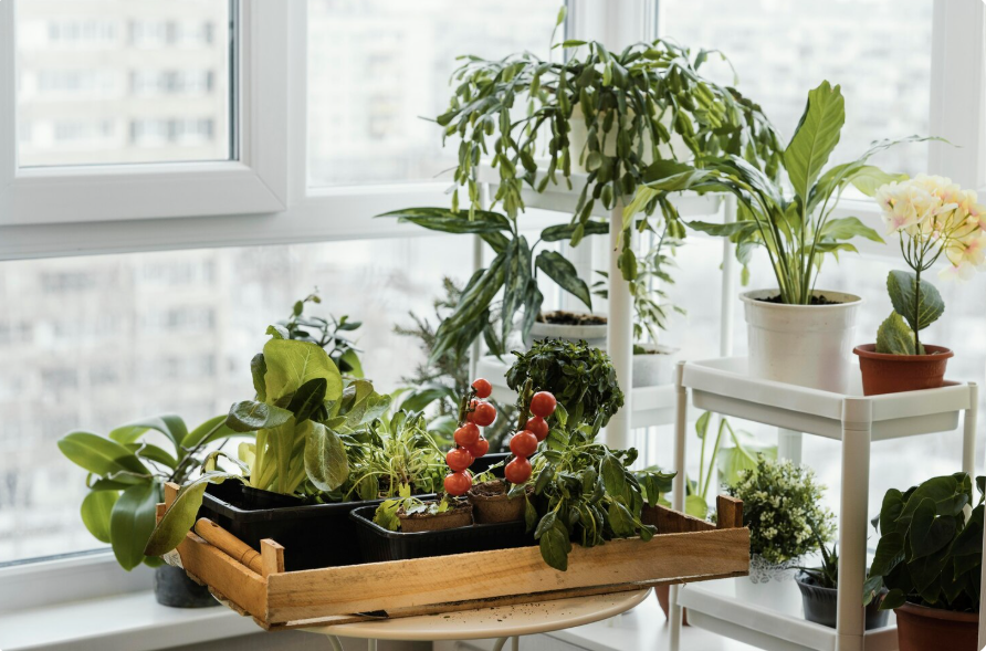 Common Indoor Gardening Mistakes to Avoid