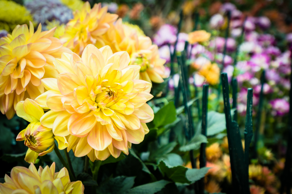 How to Add Color and Seasonal Interest to Your Garden 